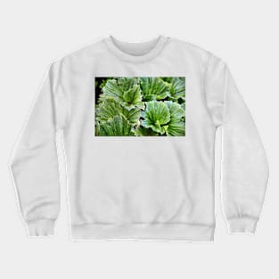 Macquarie Island Cabbage Crewneck Sweatshirt